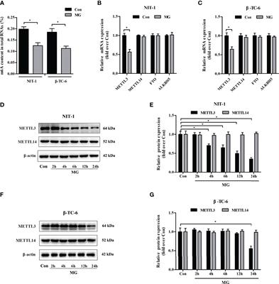 The m6A Methyltransferase METTL3 Ameliorates Methylglyoxal-Induced Impairment of Insulin Secretion in Pancreatic β Cells by Regulating MafA Expression